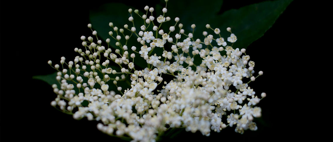 Contura Spring-Summer Foraging RoosterPR