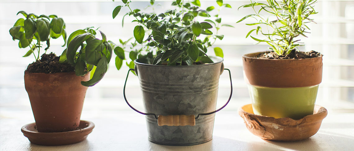 Contura Green Living: Create an Oasis of Home-Grown Plants and Herbs RoosterPR