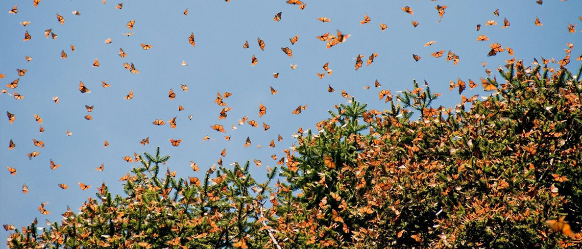 New Scientist Discovery Tours Awe and wonder: Top tours for curious minds in 2025 and beyond RoosterPR