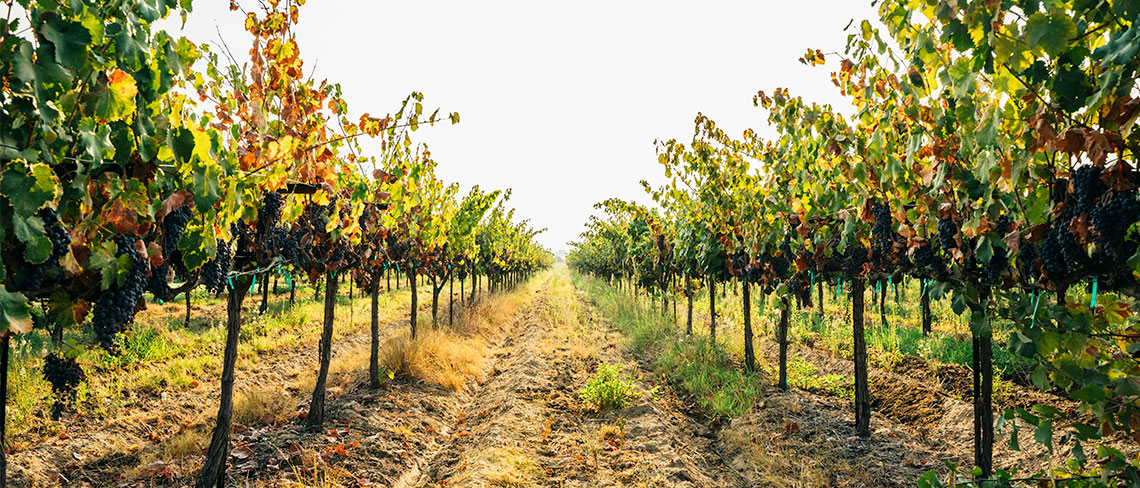 A Tourist’s Guide to Morocco’s Lesser-Known Winelands RoosterPR