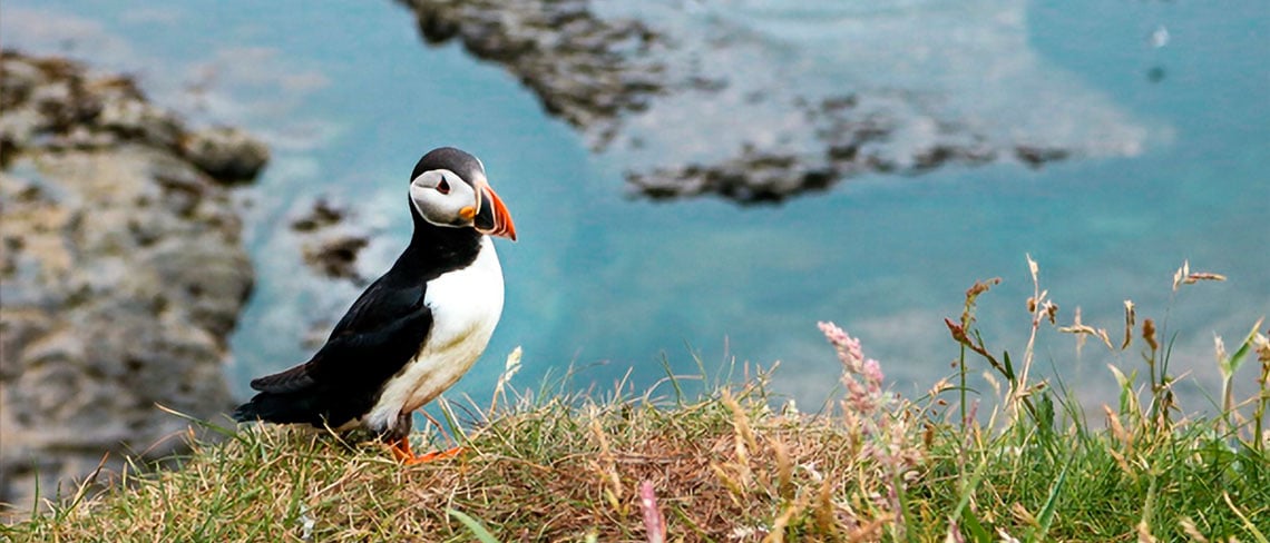 Camperdays Fledgling Fanatics: Britain’s Best Road Trips for the New Generation of Young ‘Twitchers’ RoosterPR